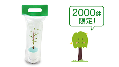  Presents of Ginza willow seedlings 