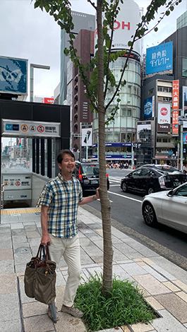 大きく育て、銀座通りのカツラ