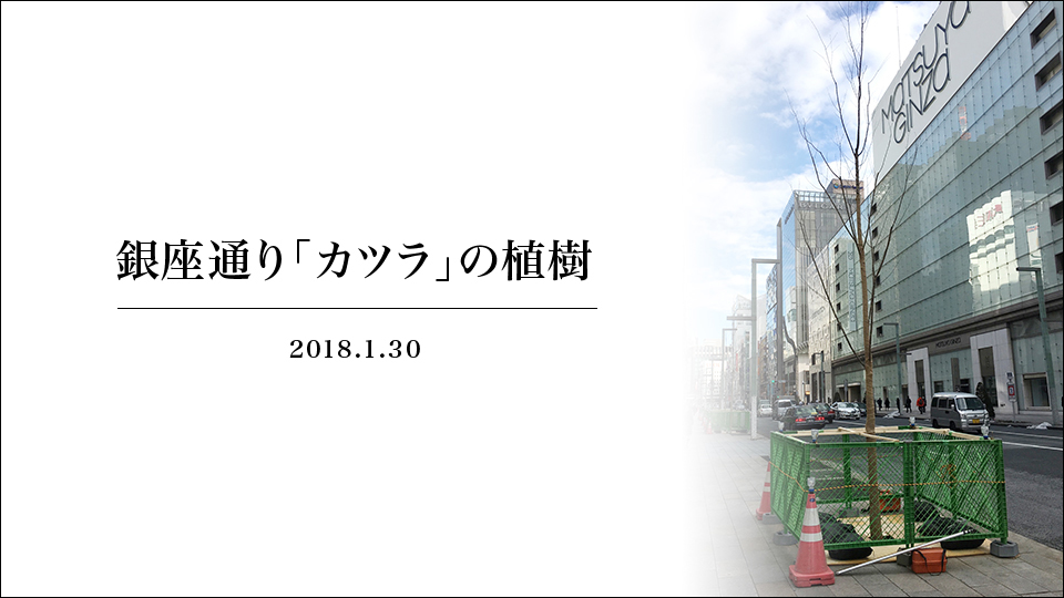 銀座通り「カツラ」の植樹