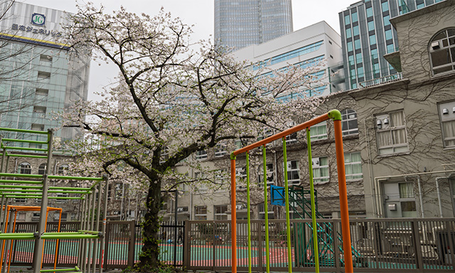 公園からは遊具や桜ごしに校舎を眺められる