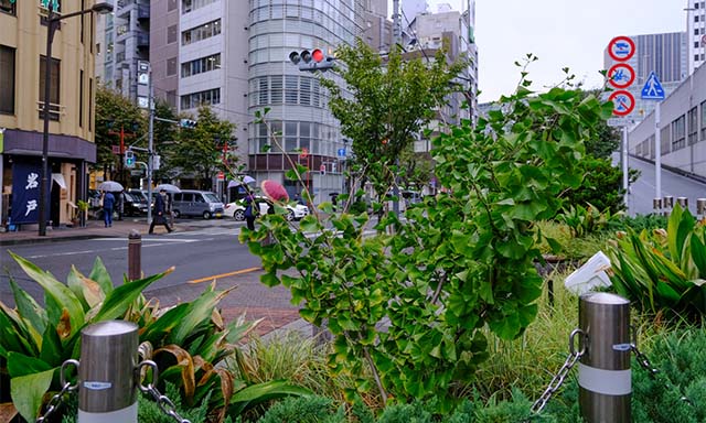 銀杏を別の角度から。しっかり根付いているのがわかる。